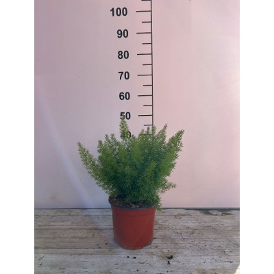 Asparagus Meyeri Vaso 18 – Pianta Ornamentale da Interni ed Esterni