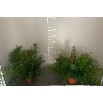 Asparagus Sprengeri Basket 17 – Pianta Ricadente Ornamentale