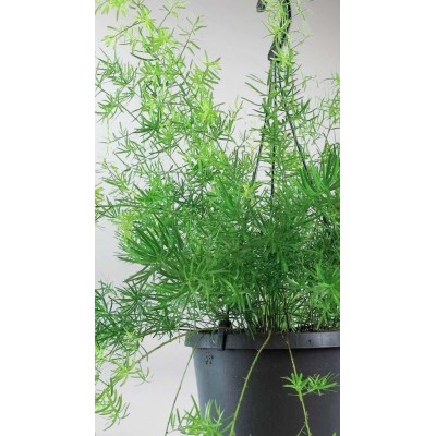 Asparagus Sprengeri Basket 17 – Pianta Ricadente Ornamentale