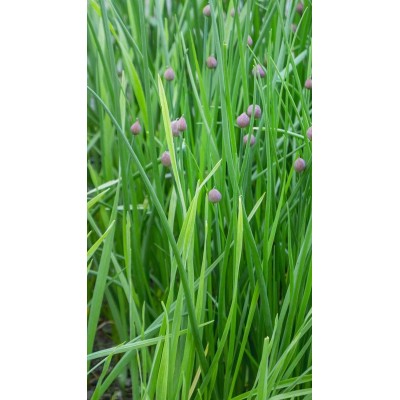 Erba Cipollina Vaso 14 – Pianta Aromatica Fresca e Delicata