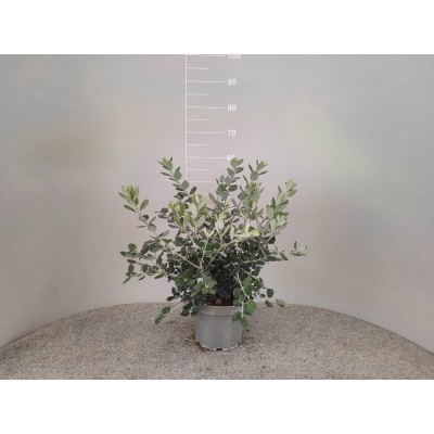Metrosideros Excelsa Vaso 19 – Pianta Sempreverde con Fiori Rossi