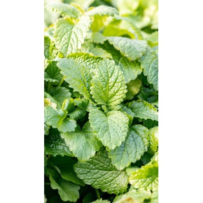 Pianta di Melissa Vaso 14 – Aromatica Rilassante al Profumo di Limone