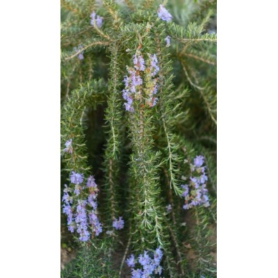 Rosmarino Prostrato Vaso 14 – Pianta Aromatica Ricadente