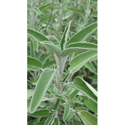 Salvia Officinale Vaso 14 – Pianta Aromatica per Cucina Mediterranea