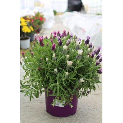 Lavanda Stoechas Tricolor Vaso 19 – Pianta Aromatica Variegata