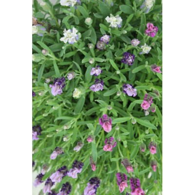 Pianta di Lavanda Stoechas Tricolor Vaso 19 – Colorata e Profumata