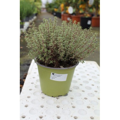 Timo Vulgaris Vaso 14 – Pianta Aromatica per Cucina Mediterranea