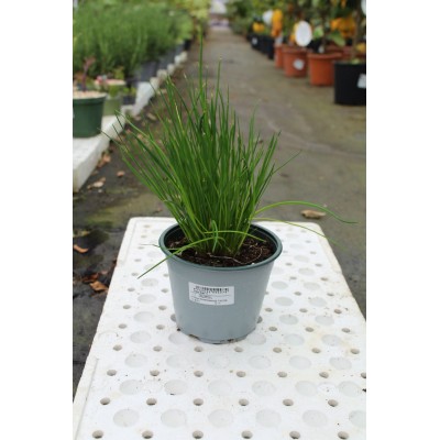 Erba Cipollina Vaso 14 – Pianta Aromatica Fresca e Delicata