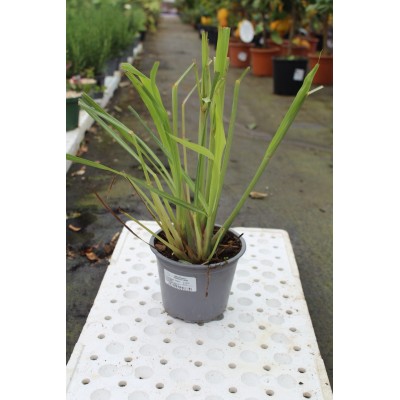 Citronella Lemongrass Vaso 14 – Aromatica, Decorativa e Antizanzare