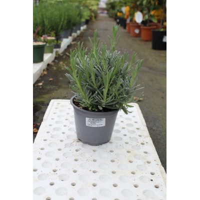 Lavanda Angustifolia Vaso 14 – Pianta Aromatica Profumata