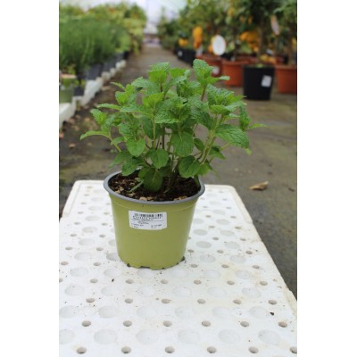 Menta Mojito Vaso 14 – Pianta Aromatica per Cocktail e Cucina
