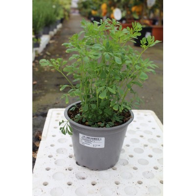 Ruta Vaso 14 – Pianta Aromatica Officinale e Repellente