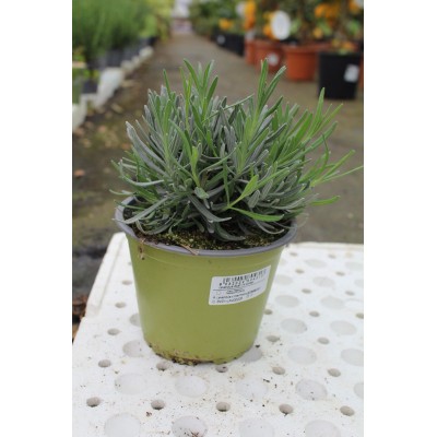 Pianta di Lavanda Grosso Vaso 14 – Profumata e Decorativa