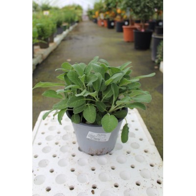 Salvia Officinale Vaso 14 – Pianta Aromatica per Cucina Mediterranea
