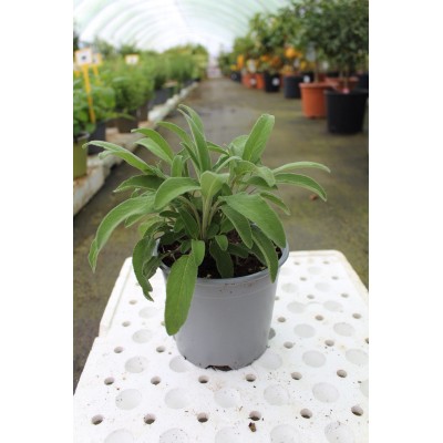 Salvia Grandifolia (Salvione) Vaso 14 – Pianta Aromatica a Foglia Grande