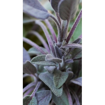 Pianta di Salvia Purpurea Vaso 14 – Aromatica Ornamentale Viola