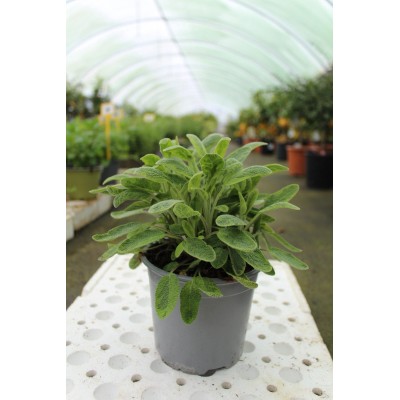 Pianta di Salvia Icterina Vaso 14 – Aromatica Variegata Decorativa