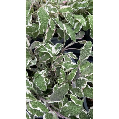 Pianta di Salvia Tricolor Vaso 14 – Aromatica Variegata Multicolore