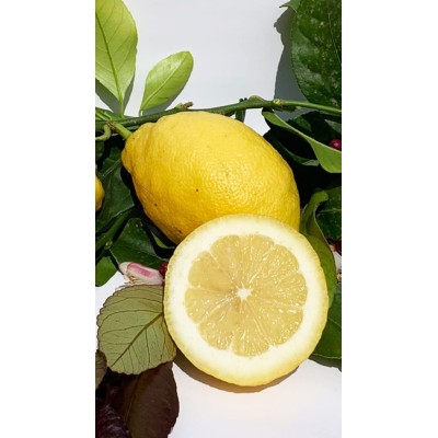 Limone Femminello Carrubaro Fitocella – Citrus Limon Produttivo