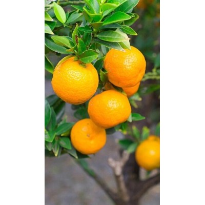 Mandarino Comune Fitocella – Citrus Reticulata Dolce