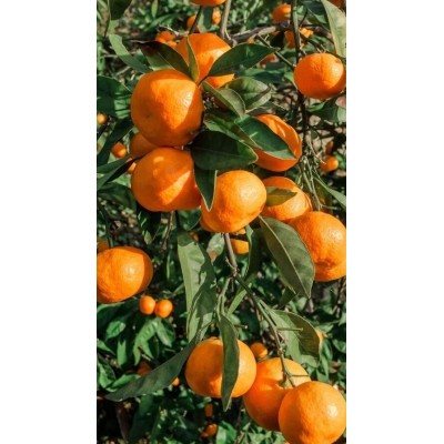 Mandarino Tardivo Fitocella – Citrus Reticulata Dolce