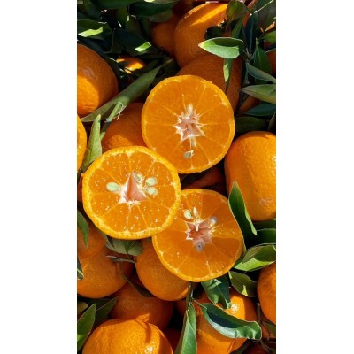 Mandarino Tardivo Fitocella – Citrus Reticulata Dolce