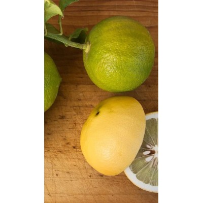 Bergamotto Fitocella – Citrus Bergamia Profumato