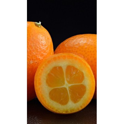 Fortunella Margarita Fitocella – Mandarino Cinese Kumquat Commestibile