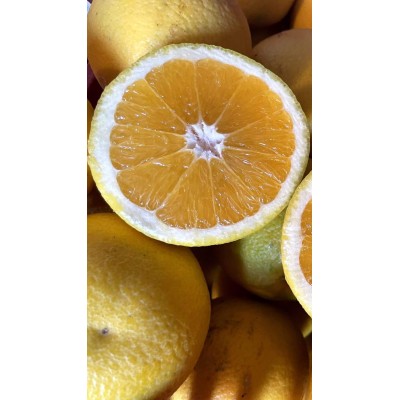 Pianta di Arancio Vaniglia in Fitocella