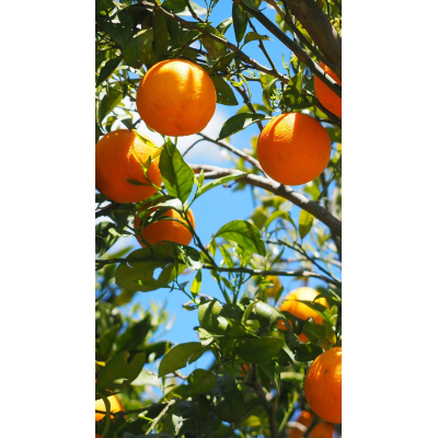 Arancio Valencia Fitocella – Citrus Sinensis Dolce e Succoso