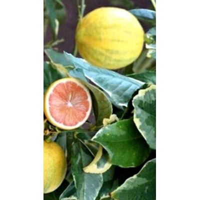 Limone Variegato Polpa Rosa Vaso 20 cm – Citrus Ornamentale