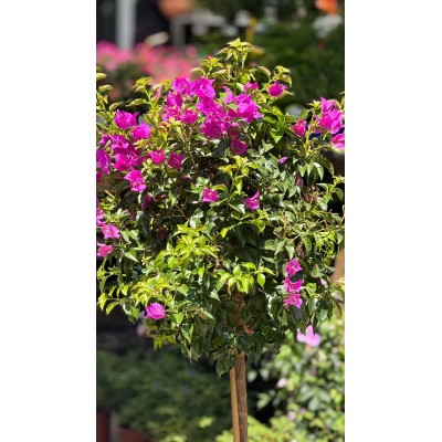Pianta di Bougainvillea Alberetto in Vaso 20 cm