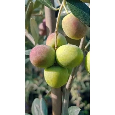 Pianta di Olivo Favolosa FS-17 in Vaso 18 cm