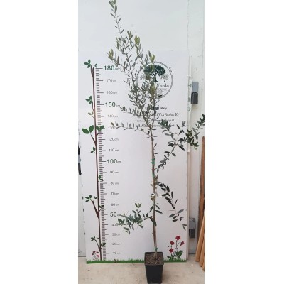Pianta di Olivo Favolosa FS-17 in Vaso 18 cm
