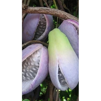 Pianta di Akebia quinata in vaso da 15 cm – rampicante ornamentale Il Punto Verde Shop