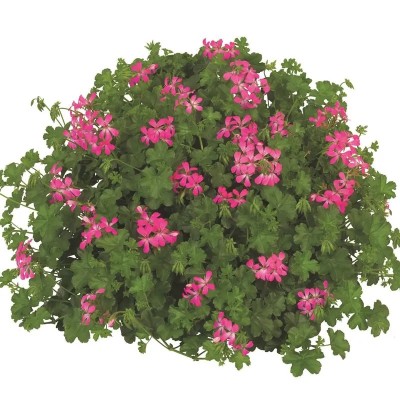 Geranio Parigino Apollo Vaso 14 cm – Fioritura Rossa | Il Punto Verde Shop