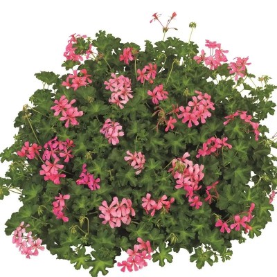 Pianta di Geranio Parigino Decora Rosa in Vaso da 14 cm