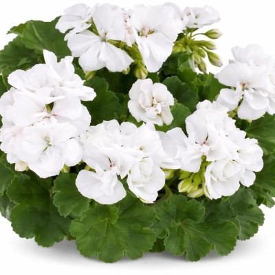 Geranio Zonale Turbo White Vaso 14 cm – Bianco Puro | Il Punto Verde Shop