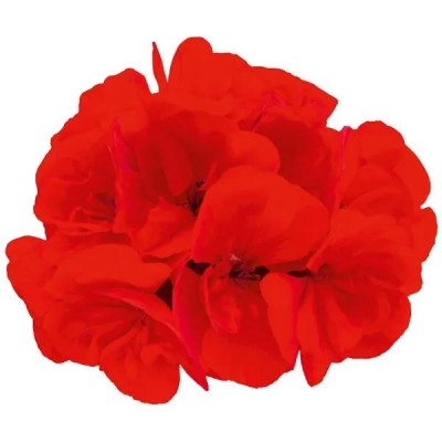 Geranio Zonale Tumbao On Fire Vaso 14 cm – Rosso Fuoco | Il Punto Verde Shop