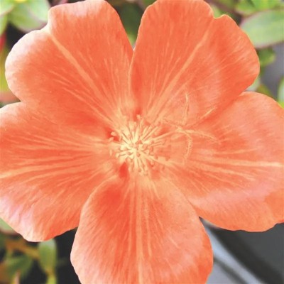 Portulaca Electric Salmon Vaso 14 cm – Salmone Acceso | Il Punto Verde Shop