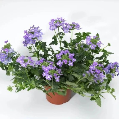 Verbena Lanai Blue Eyes Vaso 14 cm – Blu con Occhio | Il Punto Verde Shop