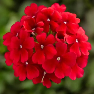 Verbena Lanai Early Deep Red Vaso 14 cm – Rosso Intenso | Il Punto Verde Shop