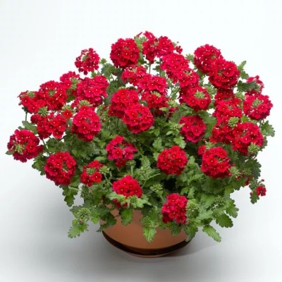 Verbena Lanai Early Deep Red in Vaso da 14 cm