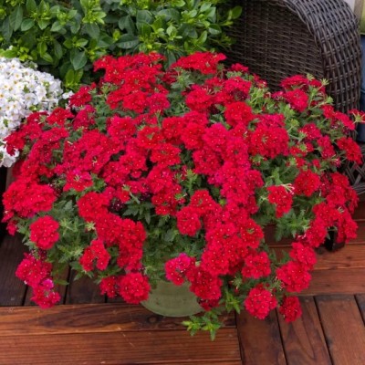 Verbena Lanai Early Deep Red in Vaso da 14 cm