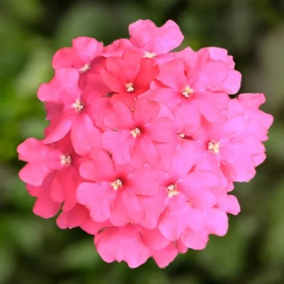 Verbena Lanai Neon Rose in Vaso da 14 cm