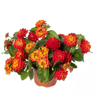 Lantana Bandolista Chili Vaso 14 cm – Multicolore | Il Punto Verde Shop