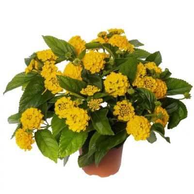 Lantana Bandolista Pineapple Vaso 14 cm – Giallo Tropicale | Il Punto Verde Shop