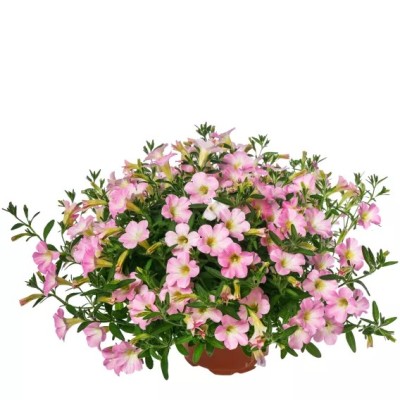 Petunia Itsy Light Pink Vaso 14 cm – Rosa Delicato | Il Punto Verde Shop
