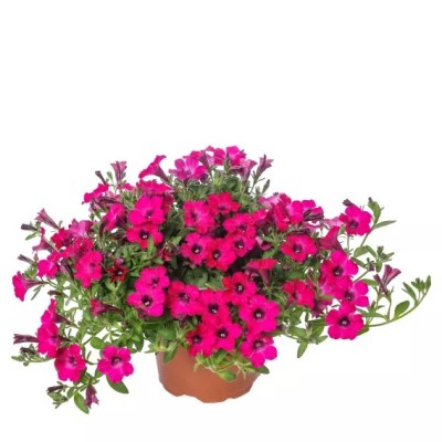 Petunia Itsy Magenta Vaso 14 cm – Magenta Intenso | Il Punto Verde Shop