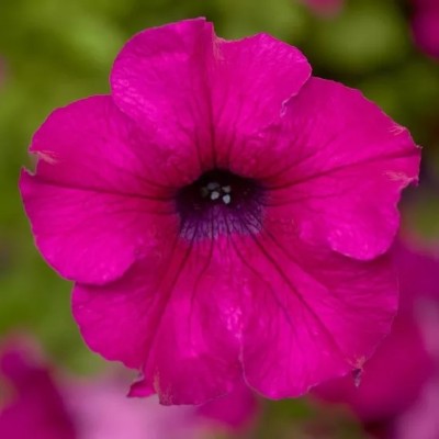 Petunia Sanguna Mega Purple Vaso 14 cm – Viola Intenso | Il Punto Verde Shop